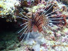 Rascasse volante antoine.jpg