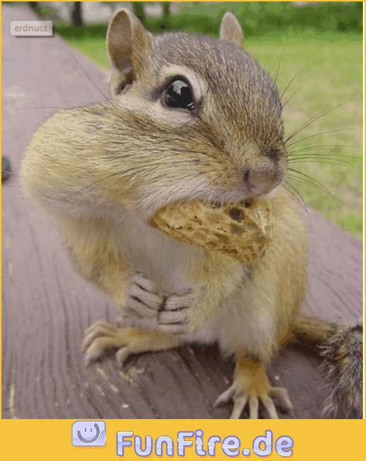 eichhoernchen-mit-erdnuss.jpg
