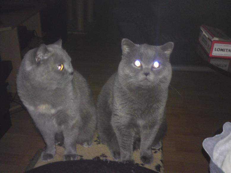 and last but not least my 2 beautifull cats Canna and Caspar