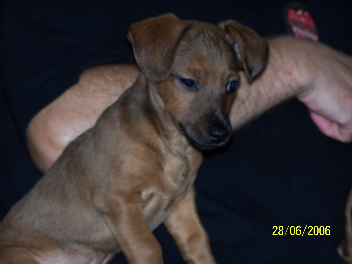 Lol my little dog :D