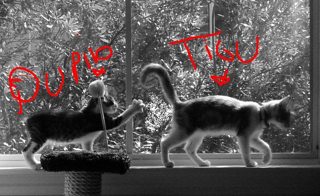 funny-picture-photo-cat-mary-cabbie2-pic.JPG